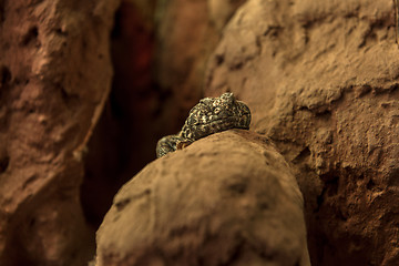 Image showing Lizard on the rock