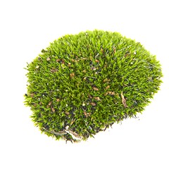 Image showing Green moss isolated 