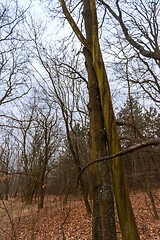 Image showing Abstract hoto of some winter branches