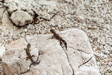 Image showing Gecko lizard on rocks 