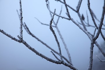 Image showing Winter tree