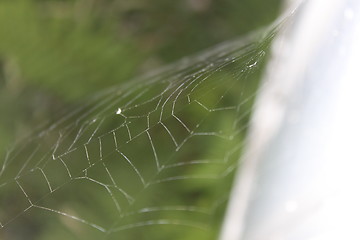 Image showing Spiderweb