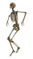 Image showing Dancing Skeleton