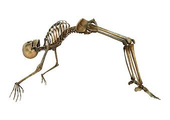 Image showing Human Skeleton