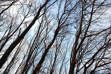 Image showing Bare trees