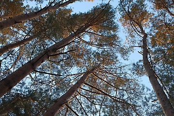 Image showing Forest