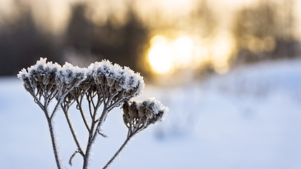 Image showing Warm sunset in cold winter 