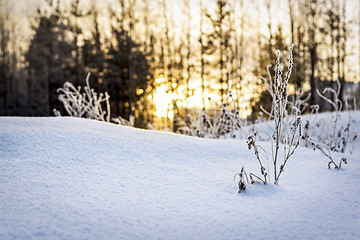 Image showing Evening sunset in winter 