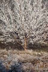 Image showing Winter tree