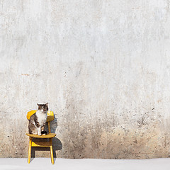 Image showing cat sitting on the yellow chair 