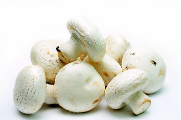 Image showing Agaricus bisporus