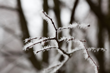 Image showing Frost