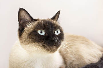 Image showing Portrait of siamese cat