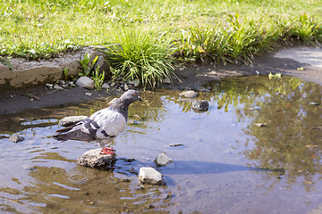 Image showing Dove on stone in puddle in summer