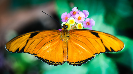 Image showing Julia Heliconian Dryas Julia