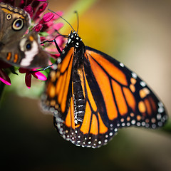 Image showing Monarch Danaus Plexippus