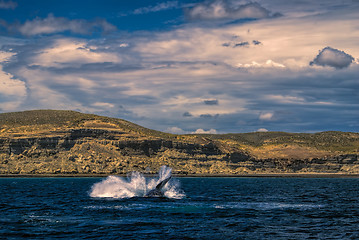 Image showing Whale splashing