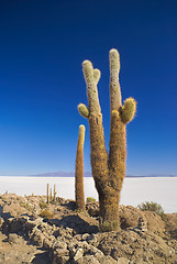 Image showing Cactus by slat planes