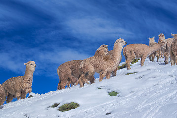 Image showing Herd of Llamas in Andes