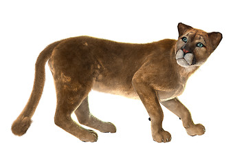 Image showing Puma