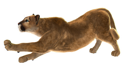 Image showing Puma