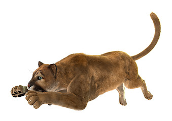 Image showing Puma