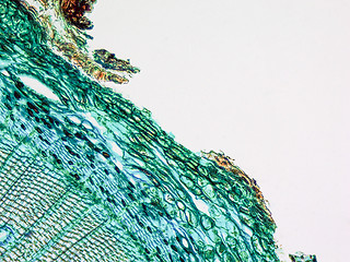 Image showing Pine Wood micrograph