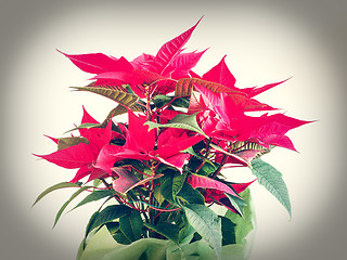 Image showing Poinsettia Christmas star