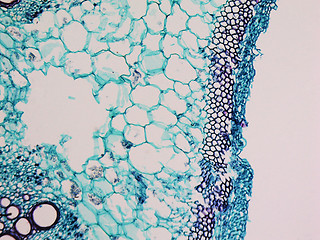 Image showing Cucurbita stem micrograph