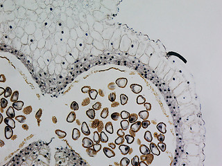 Image showing Lily anther micrograph