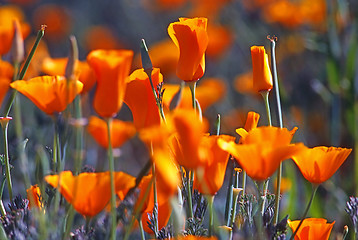 Image showing California Poppy