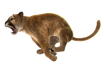 Image showing Wild Puma