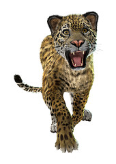 Image showing Wild Jaguar