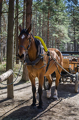 Image showing Horse-drawn carriage in close up