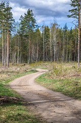 Image showing Country road the leader through a wood