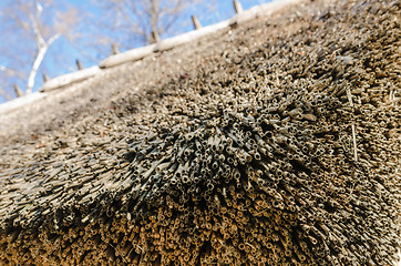 Image showing The roof covered with straw, close-up  