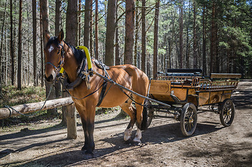 Image showing Horse-drawn carriage in close up