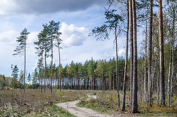 Image showing Country road the leader through a wood