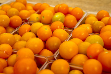 Image showing Organic Tomatoes