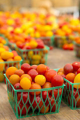 Image showing Organic Tomatoes