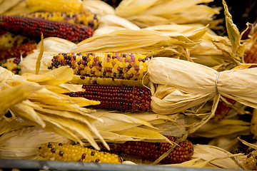 Image showing Organic Corn