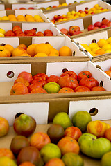 Image showing Organic Tomatoes