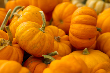 Image showing Organic Pumpkins