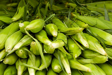 Image showing Corn