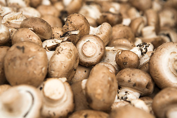 Image showing Organic Mushrooms