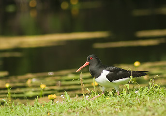 Image showing oyster catcher