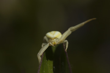 Image showing striped crab spider