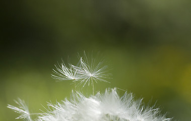 Image showing dandelion seeds