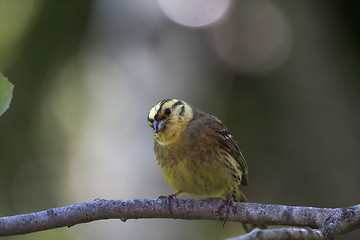 Image showing yellowhammer