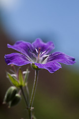 Image showing cranesbill